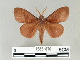 中文名:馬尾松枯葉蛾(1282-876)學名:Dendrolimus punctatus (Walker, 1855)(1282-876)