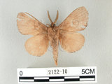 中文名:馬尾松枯葉蛾(2122-10)學名:Dendrolimus punctatus (Walker, 1855)(2122-10)