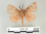 中文名:馬尾松枯葉蛾(2122-10)學名:Dendrolimus punctatus (Walker, 1855)(2122-10)