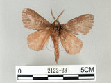 中文名:馬尾松枯葉蛾(2122-23)學名:Dendrolimus punctatus (Walker, 1855)(2122-23)