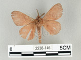 中文名:馬尾松枯葉蛾(2238-146)學名:Dendrolimus punctatus (Walker, 1855)(2238-146)