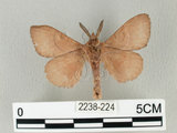 中文名:馬尾松枯葉蛾(2238-224)學名:Dendrolimus punctatus (Walker, 1855)(2238-224)