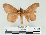 中文名:馬尾松枯葉蛾(246-141)學名:Dendrolimus punctatus (Walker, 1855)(246-141)