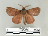中文名:馬尾松枯葉蛾(246-650)學名:Dendrolimus punctatus (Walker, 1855)(246-650)