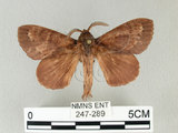 中文名:馬尾松枯葉蛾(247-289)學名:Dendrolimus punctatus (Walker, 1855)(247-289)