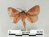 中文名:馬尾松枯葉蛾(247-408)學名:Dendrolimus punctatus (Walker, 1855)(247-408)