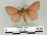 中文名:馬尾松枯葉蛾(247-84)學名:Dendrolimus punctatus (Walker, 1855)(247-84)