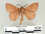 中文名:馬尾松枯葉蛾(247-84)學名:Dendrolimus punctatus (Walker, 1855)(247-84)