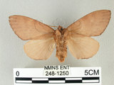 中文名:馬尾松枯葉蛾(248-1250)學名:Dendrolimus punctatus (Walker, 1855)(248-1250)