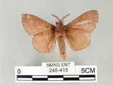 中文名:馬尾松枯葉蛾(248-415)學名:Dendrolimus punctatus (Walker, 1855)(248-415)