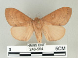中文名:馬尾松枯葉蛾(248-564)學名:Dendrolimus punctatus (Walker, 1855)(248-564)