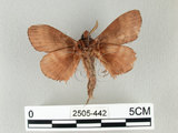 中文名:馬尾松枯葉蛾(2505-442)學名:Dendrolimus punctatus (Walker, 1855)(2505-442)