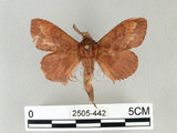 中文名:馬尾松枯葉蛾(2505-442)學名:Dendrolimus punctatus (Walker, 1855)(2505-442)