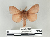 中文名:馬尾松枯葉蛾(2948-329)學名:Dendrolimus punctatus (Walker, 1855)(2948-329)