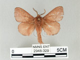 中文名:馬尾松枯葉蛾(2948-329)學名:Dendrolimus punctatus (Walker, 1855)(2948-329)