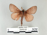中文名:馬尾松枯葉蛾(2948-80)學名:Dendrolimus punctatus (Walker, 1855)(2948-80)