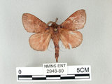 中文名:馬尾松枯葉蛾(2948-80)學名:Dendrolimus punctatus (Walker, 1855)(2948-80)