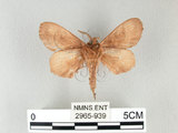 中文名:馬尾松枯葉蛾(2965-939)學名:Dendrolimus punctatus (Walker, 1855)(2965-939)