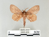 中文名:馬尾松枯葉蛾(2965-939)學名:Dendrolimus punctatus (Walker, 1855)(2965-939)