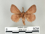 中文名:馬尾松枯葉蛾(494-115)學名:Dendrolimus punctatus (Walker, 1855)(494-115)