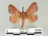 中文名:馬尾松枯葉蛾(494-115)學名:Dendrolimus punctatus (Walker, 1855)(494-115)