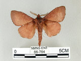 中文名:馬尾松枯葉蛾(66-764)學名:Dendrolimus punctatus (Walker, 1855)(66-764)