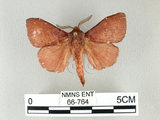 中文名:馬尾松枯葉蛾(66-764)學名:Dendrolimus punctatus (Walker, 1855)(66-764)