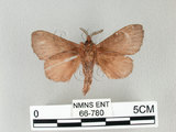 中文名:馬尾松枯葉蛾(66-780)學名:Dendrolimus punctatus (Walker, 1855)(66-780)