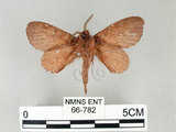 中文名:馬尾松枯葉蛾(66-782)學名:Dendrolimus punctatus (Walker, 1855)(66-782)