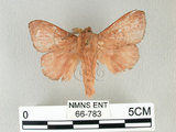 中文名:馬尾松枯葉蛾(66-783)學名:Dendrolimus punctatus (Walker, 1855)(66-783)