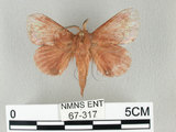 中文名:馬尾松枯葉蛾(67-317)學名:Dendrolimus punctatus (Walker, 1855)(67-317)
