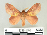 中文名:竹黃枯葉蛾(1282-1406)學名:Euthrix laeta (Walker, 1855)(1282-1406)中文別名:竹黃毛蟲