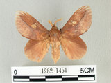 中文名:竹黃枯葉蛾(1282-1451)學名:Euthrix laeta (Walker, 1855)(1282-1451)中文別名:竹黃毛蟲