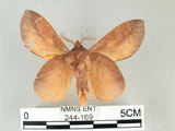 中文名:竹黃枯葉蛾(244-169)學名:Euthrix laeta (Walker, 1855)(244-169)中文別名:竹黃毛蟲