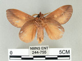 中文名:竹黃枯葉蛾(244-755)學名:Euthrix laeta (Walker, 1855)(244-755)中文別名:竹黃毛蟲