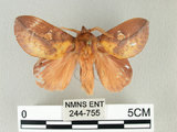 中文名:竹黃枯葉蛾(244-755)學名:Euthrix laeta (Walker, 1855)(244-755)中文別名:竹黃毛蟲