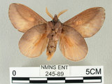 中文名:竹黃枯葉蛾(245-89)學名:Euthrix laeta (Walker, 1855)(245-89)中文別名:竹黃毛蟲