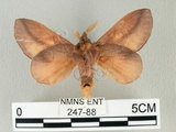 中文名:竹黃枯葉蛾(247-88)學名:Euthrix laeta (Walker, 1855)(247-88)中文別名:竹黃毛蟲