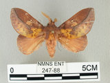 中文名:竹黃枯葉蛾(247-88)學名:Euthrix laeta (Walker, 1855)(247-88)中文別名:竹黃毛蟲