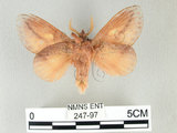 中文名:竹黃枯葉蛾(247-97)學名:Euthrix laeta (Walker, 1855)(247-97)中文別名:竹黃毛蟲