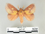 中文名:竹黃枯葉蛾(247-97)學名:Euthrix laeta (Walker, 1855)(247-97)中文別名:竹黃毛蟲