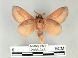 中文名:竹黃枯葉蛾(2966-343)學名:Euthrix laeta (Walker, 1855)(2966-343)中文別名:竹黃毛蟲