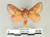 中文名:竹黃枯葉蛾(2966-343)學名:Euthrix laeta (Walker, 1855)(2966-343)中文別名:竹黃毛蟲