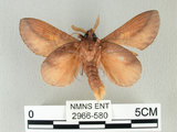 中文名:竹黃枯葉蛾(2966-580)學名:Euthrix laeta (Walker, 1855)(2966-580)中文別名:竹黃毛蟲