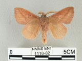 中文名:淡紋枯葉蛾(1116-82)學名:Euthrix nigropuncta (Wileman, 1910)(1116-82)中文別名:淡紋小毛蟲