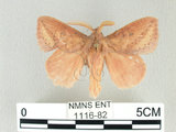 中文名:淡紋枯葉蛾(1116-82)學名:Euthrix nigropuncta (Wileman, 1910)(1116-82)中文別名:淡紋小毛蟲