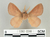 中文名:淡紋枯葉蛾(1282-2240)學名:Euthrix nigropuncta (Wileman, 1910)(1282-2240)中文別名:淡紋小毛蟲