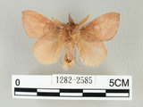 中文名:淡紋枯葉蛾(1282-2585)學名:Euthrix nigropuncta (Wileman, 1910)(1282-2585)中文別名:淡紋小毛蟲