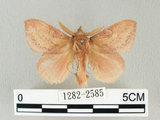 中文名:淡紋枯葉蛾(1282-2585)學名:Euthrix nigropuncta (Wileman, 1910)(1282-2585)中文別名:淡紋小毛蟲