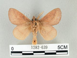 中文名:淡紋枯葉蛾(1282-639)學名:Euthrix nigropuncta (Wileman, 1910)(1282-639)中文別名:淡紋小毛蟲